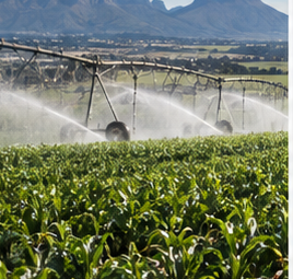 Centre-pivot irrigation on a Western Cape farm